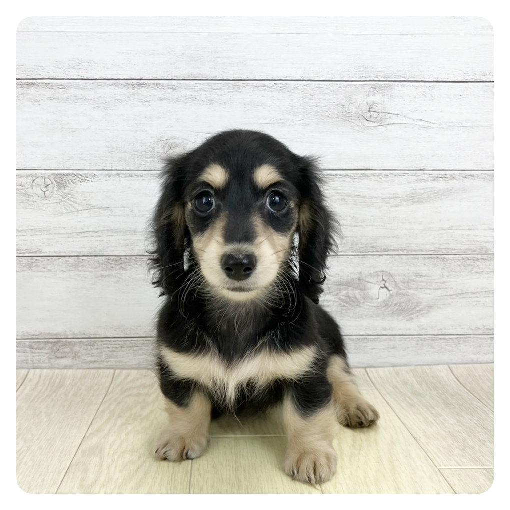 愛知県のミニチュアダックスフンド(ロング) (犬の家＆猫の里春日井本店/2025年9月21日生まれ/女の子/ブラックタン)の子犬