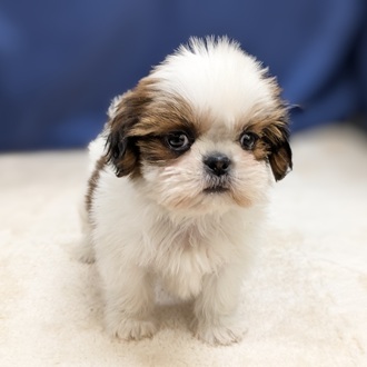 愛知県のシーズー (犬の家＆猫の里一宮店/2025年9月14日生まれ/女の子/ゴールドホワイト)の子犬の3枚目の画像