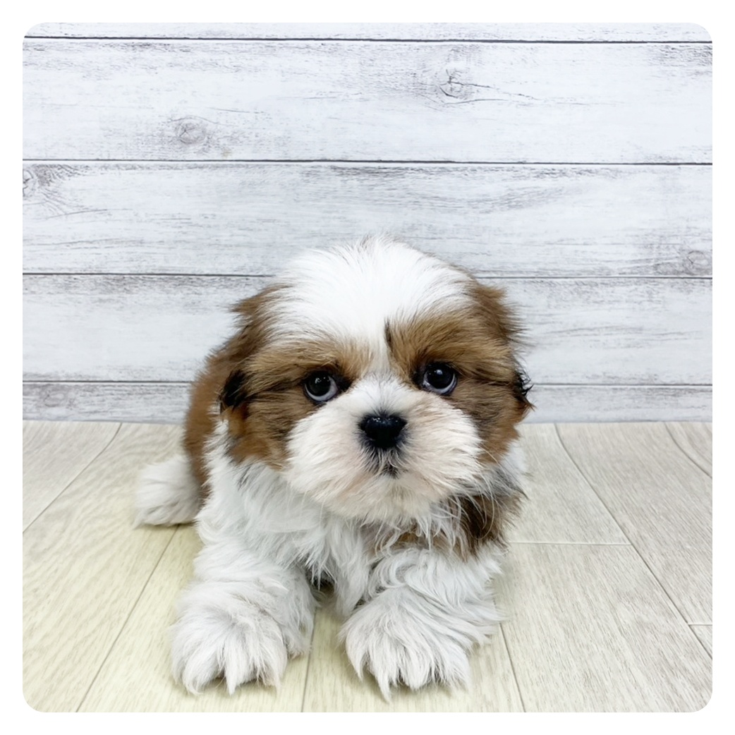 【SOLD】ネモフィラ ⚘ わんちゃん バスケット   シーズー SOLD】ネモフィラ ⚘ わんちゃん バスケット シーズー