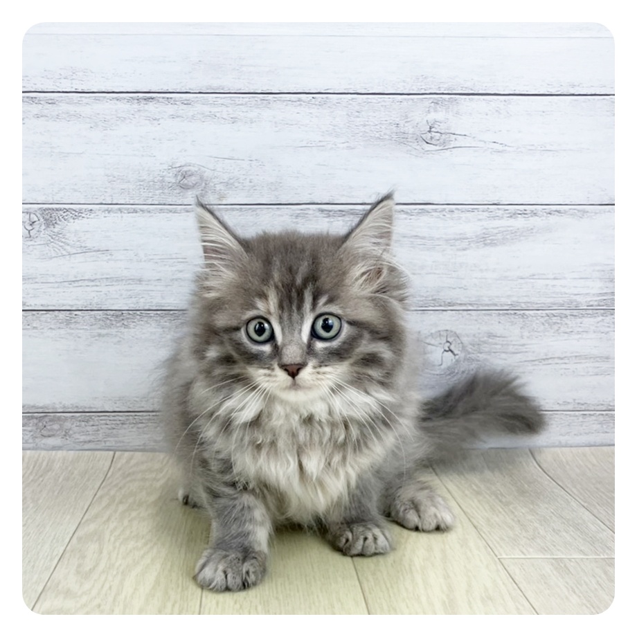 愛知県のマンチカン (犬の家＆猫の里春日井本店/2025年9月14日生まれ/女の子/ブルータビー)の子猫