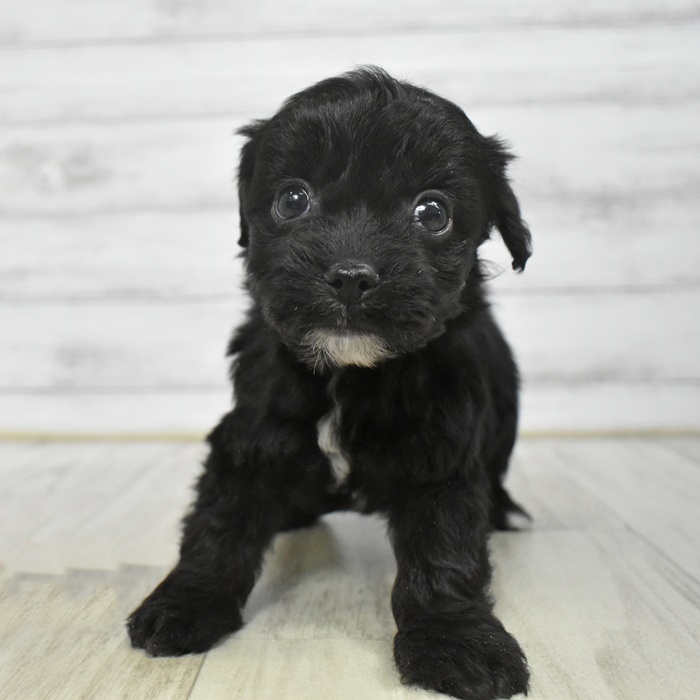 富山県のチワプー/プーチー(チワワ×プードル) (犬の家＆猫の里アミーゴ高岡蓮花寺店/2025年9月22日生まれ/男の子/ブラック)の子犬の1枚目の画像
