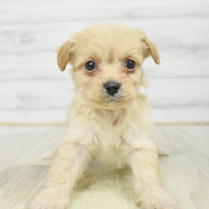 静岡県のチワプー/プーチー(チワワ×プードル) (犬の家＆猫の里マークイズ静岡店/2025年9月22日生まれ/男の子/クリーム)の子犬の2枚目の画像