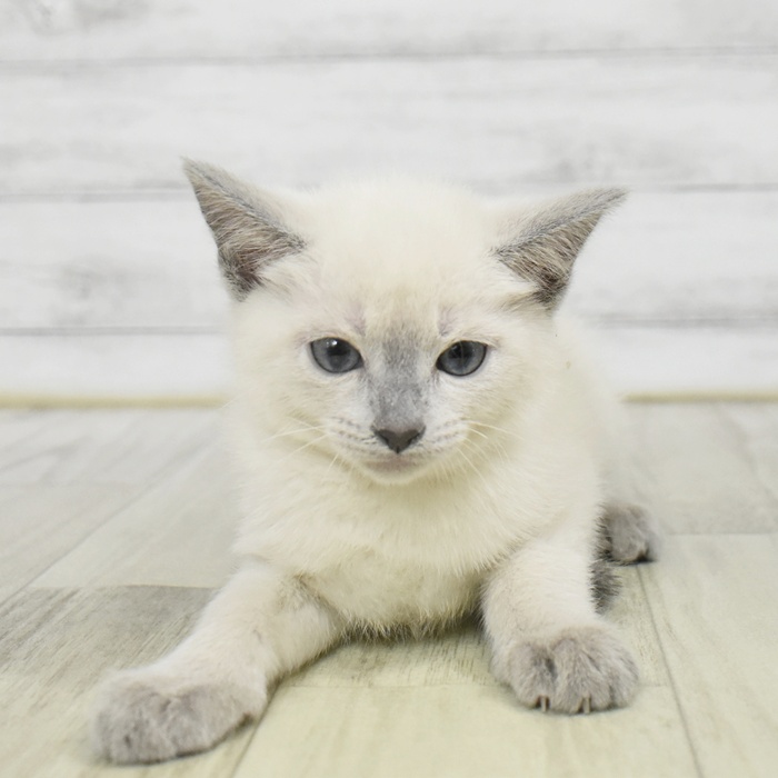 長野県のロシアンブルー (犬の家＆猫の里長野店/2025年9月22日生まれ/女の子/ブルーポイント)の子猫