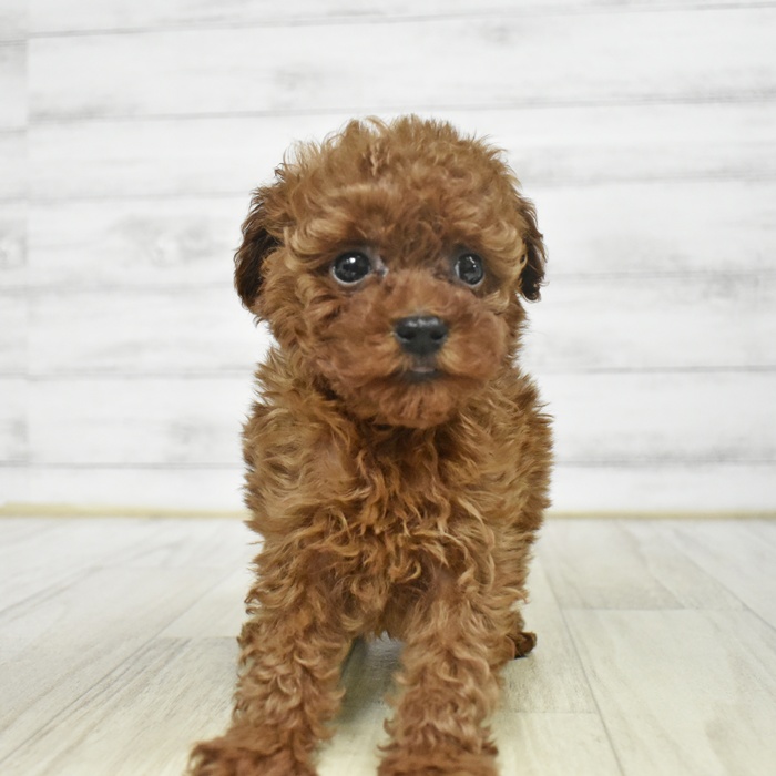 福井県のトイプードル(トイ) (犬の家＆猫の里アミーゴ福井店/2025年9月21日生まれ/男の子/レッド)の子犬