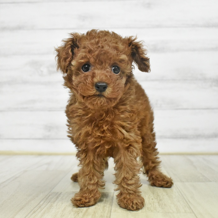 静岡県のトイプードル(タイニー) (犬の家＆猫の里プレ葉ウォーク浜北店/2025年9月21日生まれ/女の子/レッド)の子犬