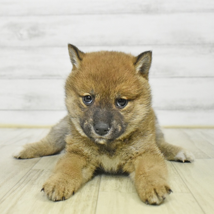 静岡県の柴犬(標準サイズ) (犬の家＆猫の里MEGAドン・キホーテ袋井店/2025年9月20日生まれ/女の子/赤)の子犬