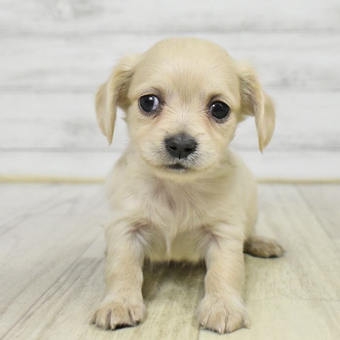 愛知県のチワックス(チワワ×ダックス) (犬の家＆猫の里岡崎店/2025年9月23日生まれ/男の子/クリーム)の子犬