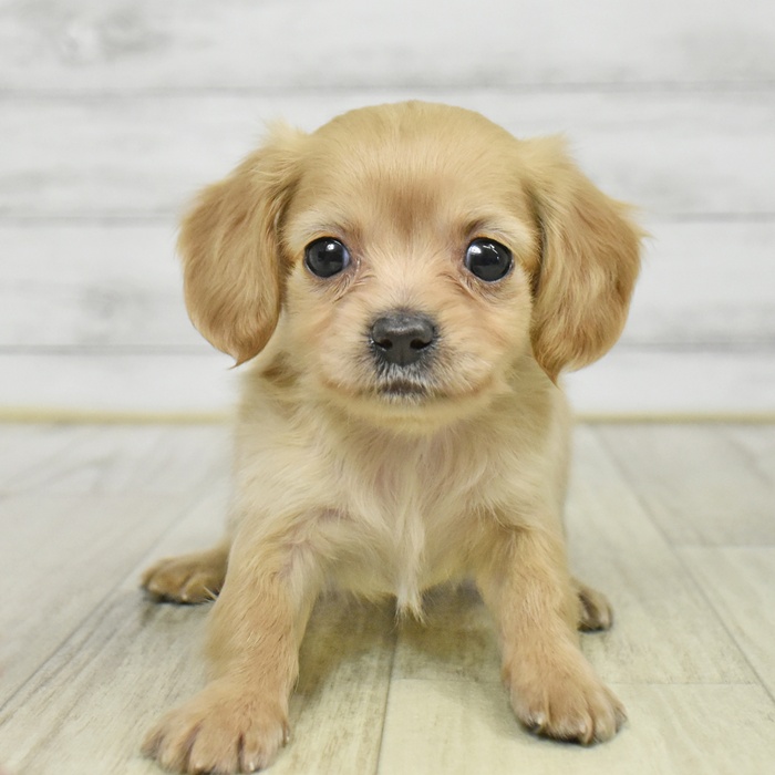 愛知県のチワックス(チワワ×ダックス) (犬の家＆猫の里春日井本店/2025年9月23日生まれ/女の子/イエロー)の子犬