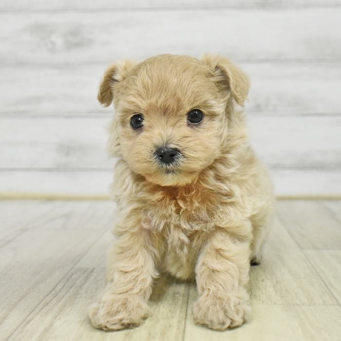 静岡県のマルプー(マルチーズ×プードル) (犬の家＆猫の里プレ葉ウォーク浜北店/2025年9月22日生まれ/男の子/アプリコット)の子犬