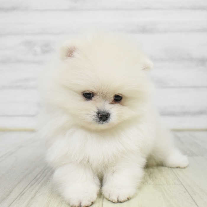 神奈川県のポメラニアン (犬の家＆猫の里モザイクモール港北店/2025年9月23日生まれ/女の子/クリーム)の子犬