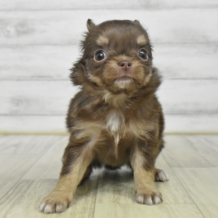 千葉県のチワワ(ロング) (犬の家＆猫の里BIGHOPガーデンモール印西店/2025年9月18日生まれ/女の子/チョコレートタンホワイト)の子犬