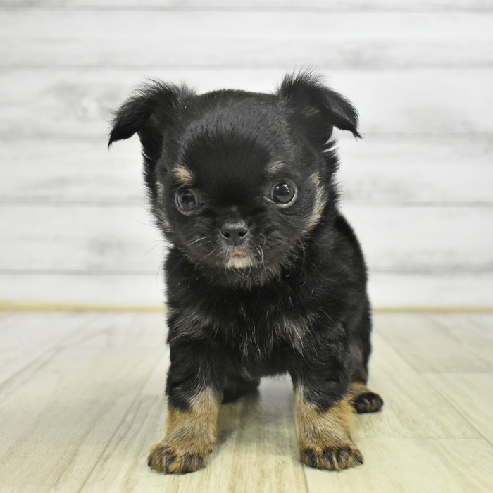 千葉県のチワワ(ロング) (犬の家＆猫の里BIGHOPガーデンモール印西店/2025年9月22日生まれ/女の子/ブラックタンホワイト)の子犬
