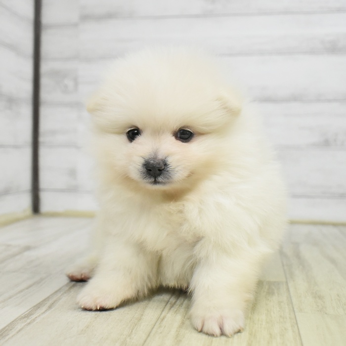 愛知県のポメラニアン (犬の家＆猫の里春日井本店/2025年9月22日生まれ/男の子/クリーム)の子犬の2枚目の画像