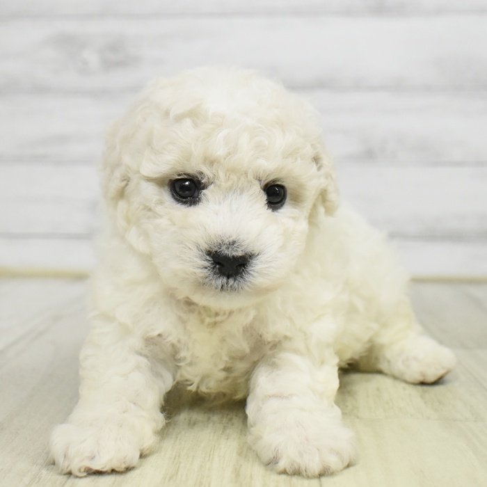 愛知県のビションフリーゼ (犬の家＆猫の里岡崎店/2025年9月23日生まれ/男の子/ホワイト)の子犬