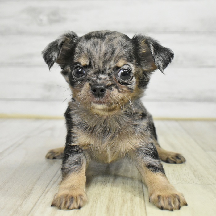 愛知県のチワワ(ロング) (犬の家＆猫の里豊川インター店/2025年9月21日生まれ/男の子/ブルーマールタンホワイト)の子犬