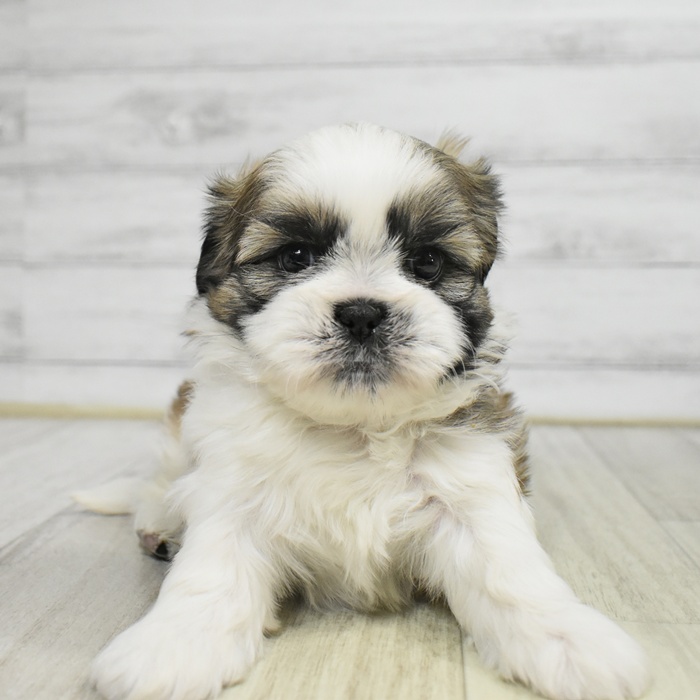 神奈川県のシーズー (犬の家＆猫の里小田原店/2025年9月22日生まれ/男の子/ホワイトゴールド)の子犬