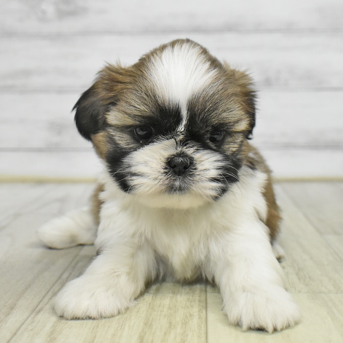 長野県のシーズー (犬の家＆猫の里長野店/2025年9月22日生まれ/女の子/ホワイトゴールド)の子犬