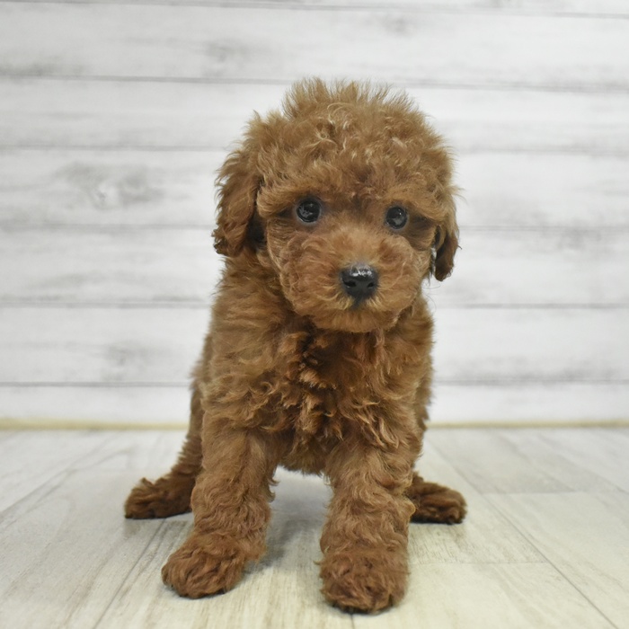 愛知県のトイプードル(トイ) (犬の家＆猫の里豊田店/2025年9月22日生まれ/男の子/レッド)の子犬の4枚目の画像