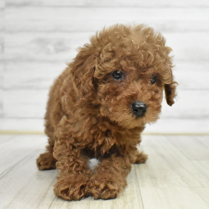 神奈川県のトイプードル(トイ) (犬の家＆猫の里モザイクモール港北店/2025年9月22日生まれ/男の子/レッド)の子犬