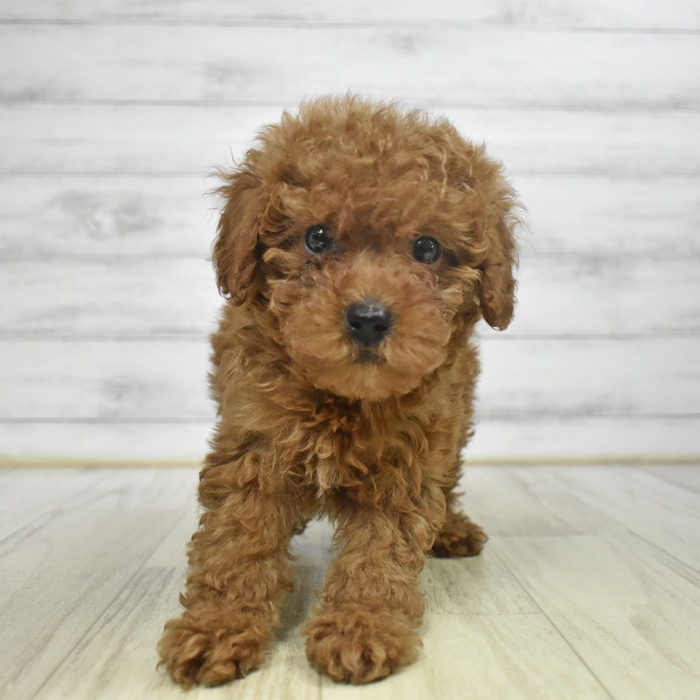 神奈川県のトイプードル(トイ) (犬の家＆猫の里小田原店/2025年9月22日生まれ/男の子/レッド)の子犬の2枚目の画像