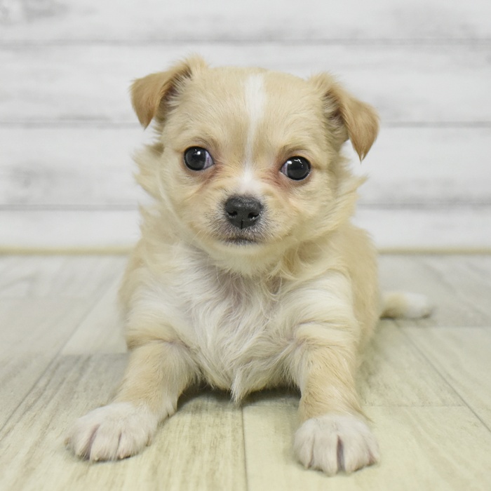 千葉県のチワワ(ロング) (犬の家＆猫の里ワンズモール稲毛店/2025年9月21日生まれ/女の子/クリームホワイト)の子犬