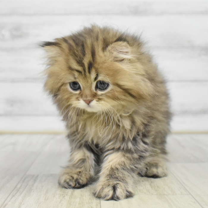 神奈川県のペルシャ (犬の家＆猫の里モザイクモール港北店/2025年9月22日生まれ/男の子/チンチラゴールデン)の子猫