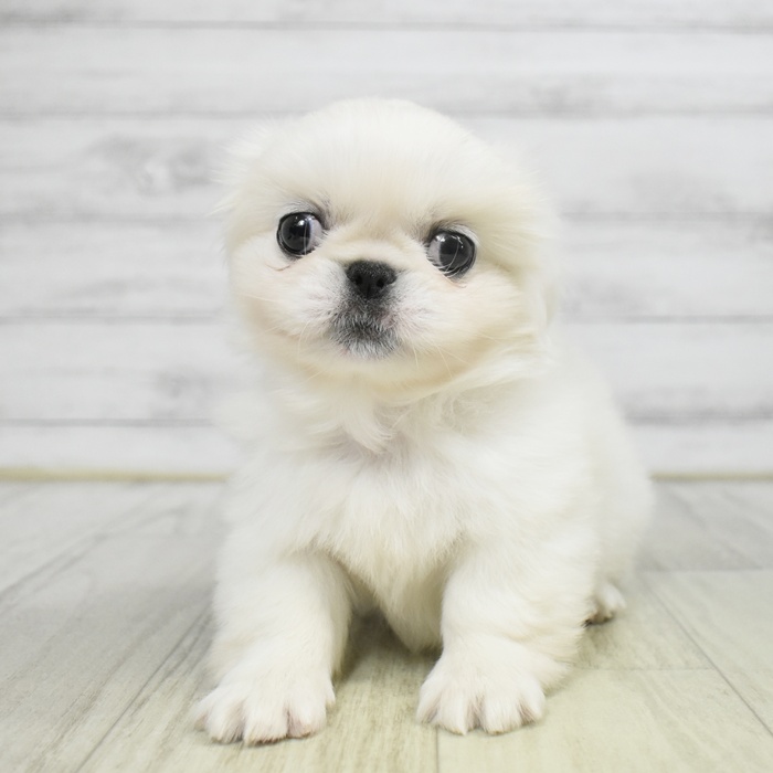 愛知県のペキニーズ (犬の家＆猫の里岡崎店/2025年9月22日生まれ/男の子/ホワイト)の子犬の3枚目の画像