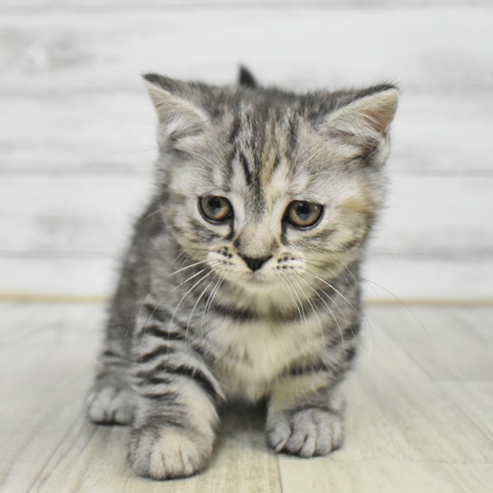 長野県のマンチカン (犬の家＆猫の里長野店/2025年9月23日生まれ/女の子/シルバーパッチドタビー)の子猫の4枚目の画像