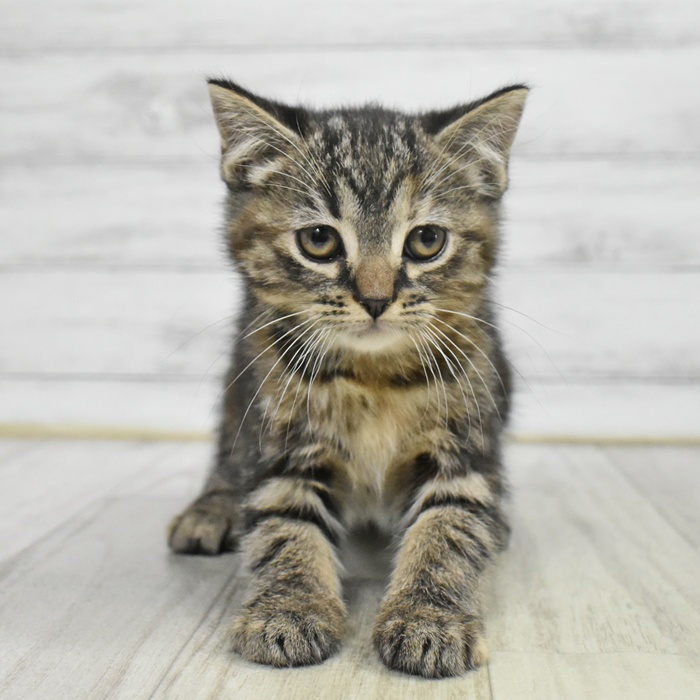 神奈川県のマンチカン (犬の家＆猫の里小田原店/2025年9月23日生まれ/女の子/ブラウンパッチドタビー)の子猫