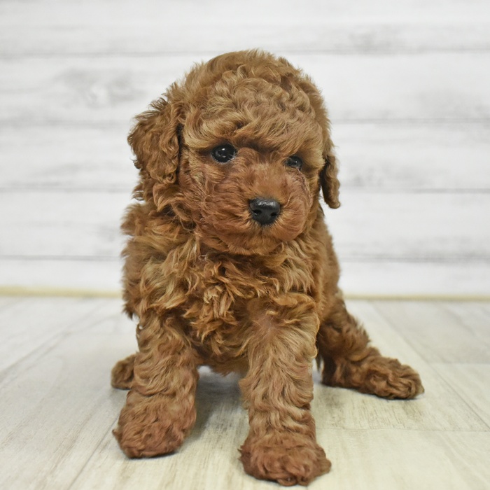 愛知県のトイプードル(トイ) (犬の家＆猫の里豊田店/2025年9月23日生まれ/女の子/レッド)の子犬の3枚目の画像