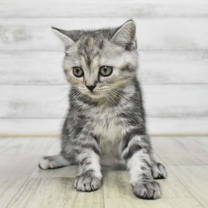 福井県のアメリカンショートヘアー (犬の家＆猫の里アミーゴ福井店/2025年9月21日生まれ/女の子/シルバーパッチドタビー)の子猫