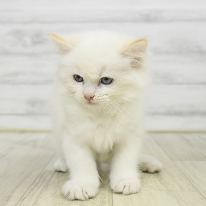 神奈川県のラグドール (犬の家＆猫の里小田原店/2025年9月23日生まれ/男の子/レッドポイント)の子猫の4枚目の画像