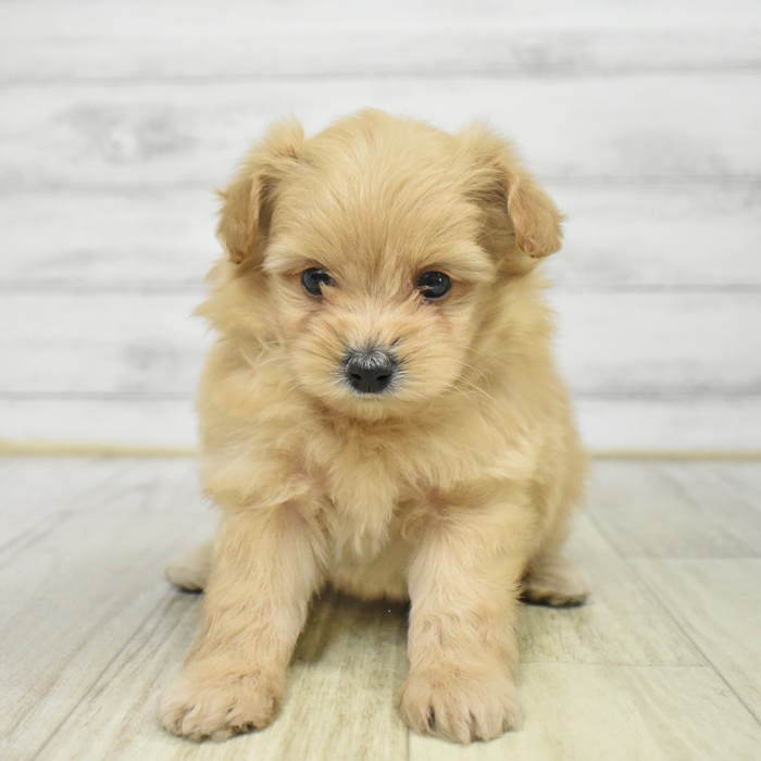 愛知県のポメプー(ポメラニアン×プードル) (犬の家＆猫の里岡崎店/2025年9月22日生まれ/女の子/アプリコット)の子犬の4枚目の画像