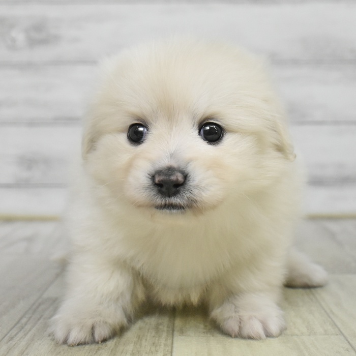 神奈川県のポメックス(ポメラニアン×ダックス) (犬の家＆猫の里元住吉ブレーメン通り店/2025年9月23日生まれ/男の子/クリーム)の子犬