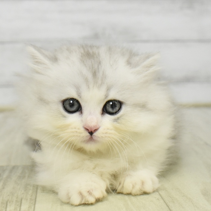 神奈川県のミヌエット (犬の家＆猫の里モザイクモール港北店/2025年9月22日生まれ/女の子/シルバータビーホワイト)の子猫