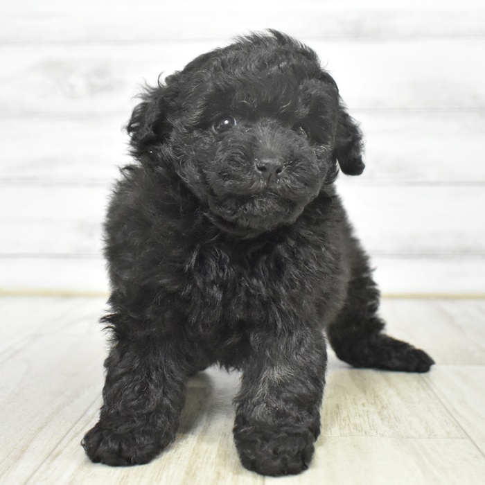 長野県のトイプードル(トイ) (犬の家＆猫の里長野店/2025年9月22日生まれ/女の子/シルバー)の子犬