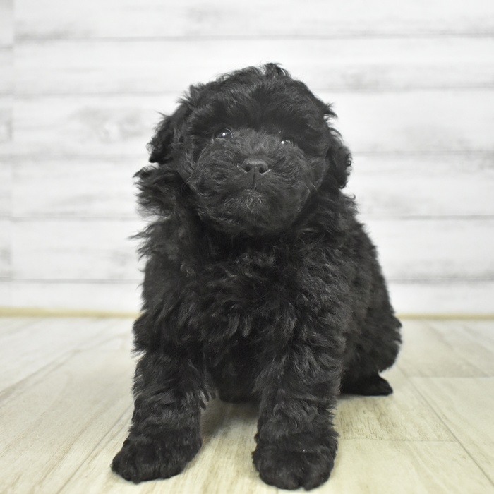 静岡県のトイプードル(トイ) (犬の家＆猫の里マークイズ静岡店/2025年9月22日生まれ/女の子/ブラック)の子犬