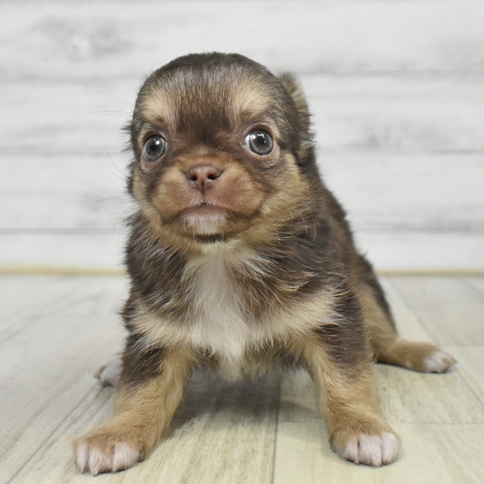 静岡県のチワワ(ロング) (犬の家＆猫の里富士店/2025年9月23日生まれ/男の子/チョコレートタンホワイト)の子犬