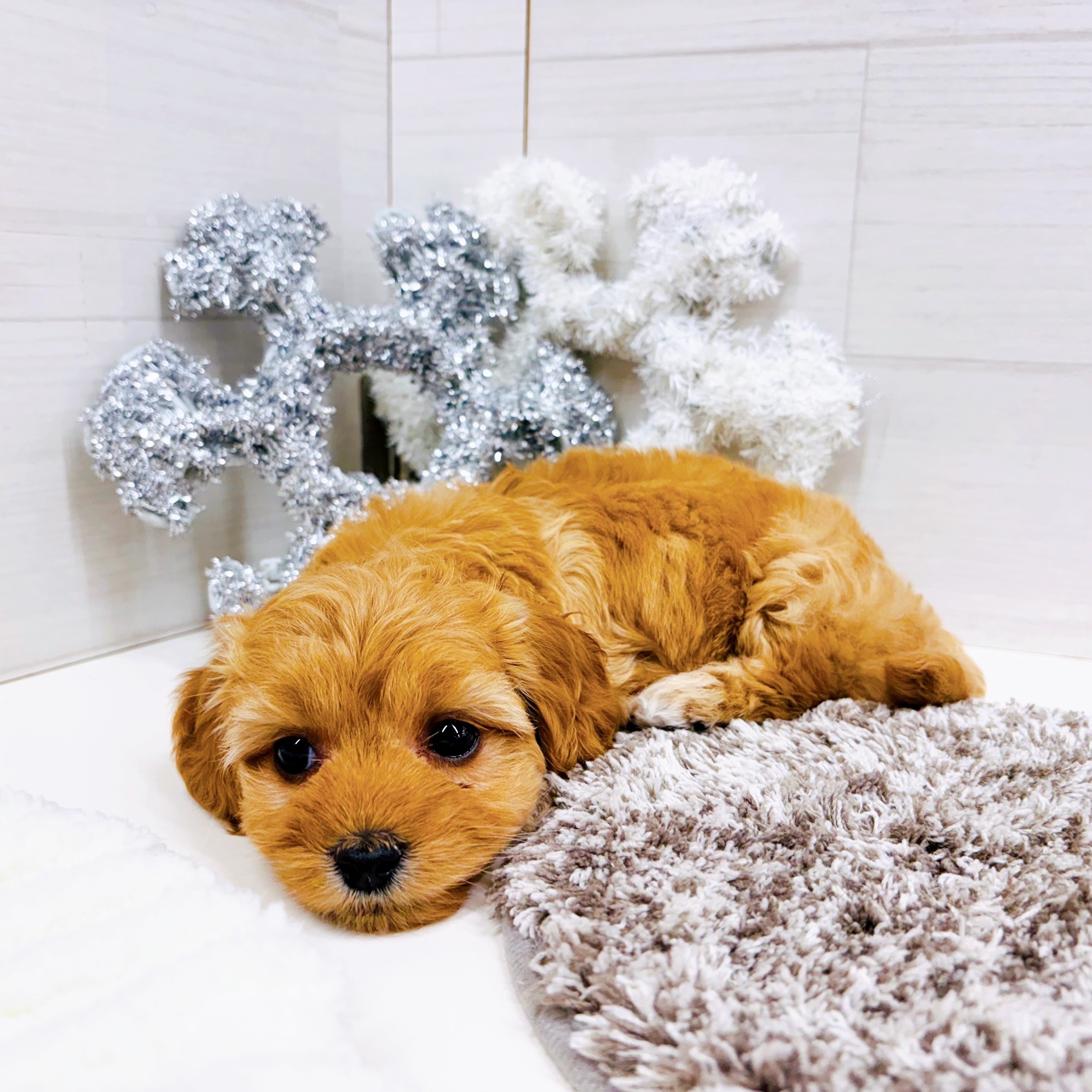 石川県のダップー(ダックス×プードル) (犬の家＆猫の里アミーゴ金沢おこばた店/2025年9月22日生まれ/女の子/アプリコット)の子犬の1枚目の画像