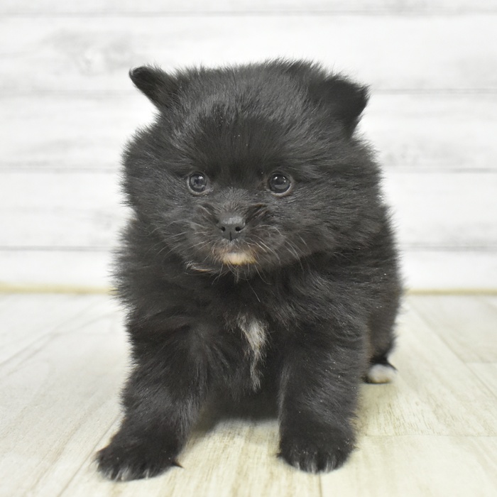 神奈川県のポメチワ/チワポメ/ポメチー(ポメラニアン×チワワ) (犬の家＆猫の里元住吉ブレーメン通り店/2025年9月23日生まれ/女の子/ブラックホワイト)の子犬