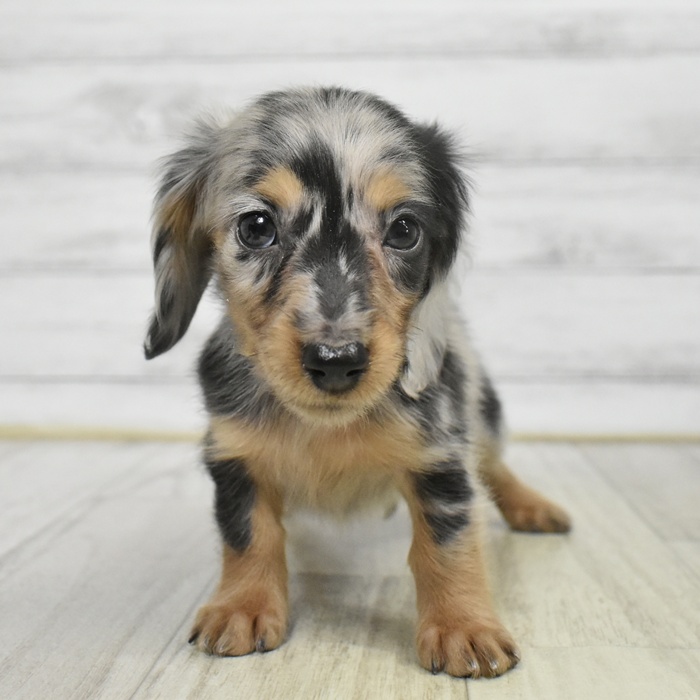 神奈川県のミニチュアダックスフンド(ロング) (犬の家＆猫の里小田原店/2025年9月21日生まれ/女の子/シルバーダップル)の子犬