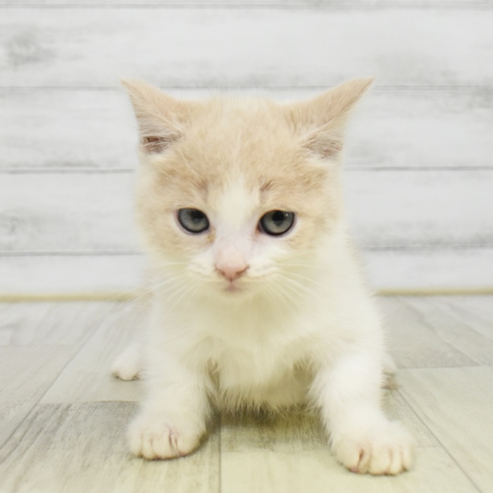 千葉県のマンチカン (犬の家＆猫の里BIGHOPガーデンモール印西店/2025年9月20日生まれ/女の子/クリームタビーホワイト)の子猫の2枚目の画像