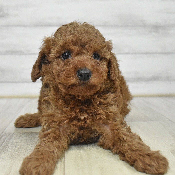 福井県のトイプードル(トイ) (犬の家＆猫の里福井店/2025年9月23日生まれ/女の子/レッド)の子犬