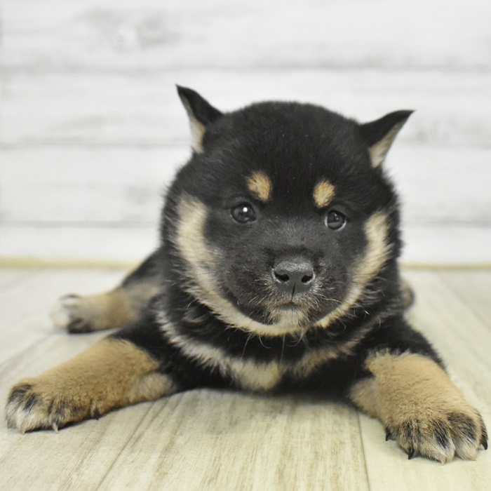 愛知県の柴犬(標準サイズ) (犬の家＆猫の里岡崎店/2025年9月23日生まれ/女の子/黒)の子犬