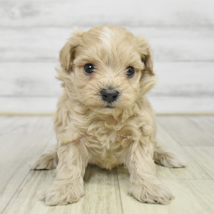 愛知県のマルプー(マルチーズ×プードル) (犬の家＆猫の里豊川インター店/2025年9月22日生まれ/男の子/アプリコット)の子犬