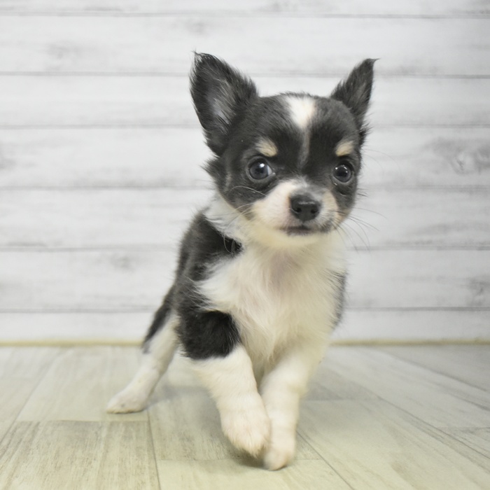 長野県のチワワ(ロング) (犬の家＆猫の里塩尻店/2025年9月22日生まれ/女の子/ブルー、タン&ホワイト)の子犬