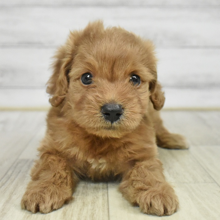 静岡県のダップー(ダックス×プードル) (犬の家＆猫の里プレ葉ウォーク浜北店/2025年9月21日生まれ/女の子/レッド)の子犬