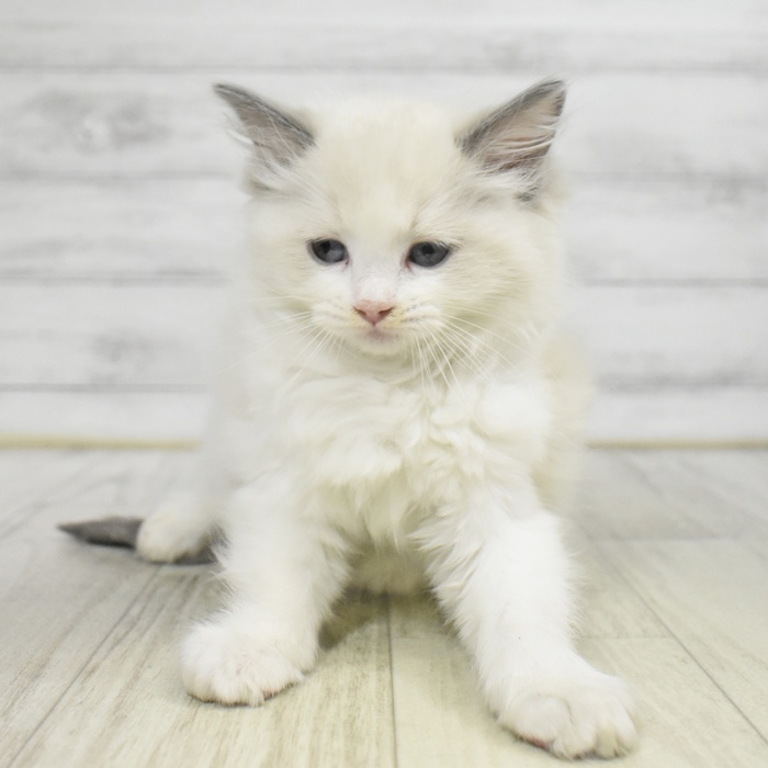 静岡県のラグドール (犬の家＆猫の里プレ葉ウォーク浜北店/2025年9月23日生まれ/女の子/ブルーポイントバイカラー)の子猫