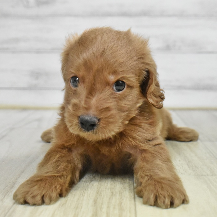 愛知県のダップー(ダックス×プードル) (犬の家＆猫の里豊川インター店/2025年9月21日生まれ/男の子/レッド)の子犬の2枚目の画像