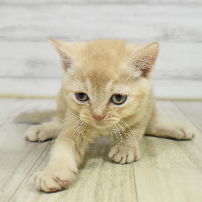 静岡県のスコティッシュストレート (犬の家＆猫の里プレ葉ウォーク浜北店/2025年9月23日生まれ/男の子/クリームタビー)の子猫